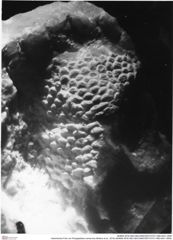 Historisches Foto von Paragalathea crenarvina (Robins et al., 2016) (NHMW-AFW-GEO-BACHMAYER-FOTO-1990-0041-3558)